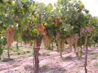 Haga click para ampliar!