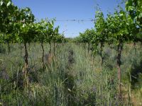 Haga click para ampliar!