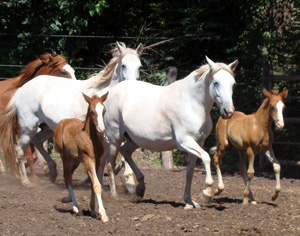 Lote de Yeguas Madre de Finca El Dátil