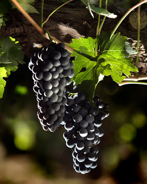 Racimo de Uvas Tempranillo