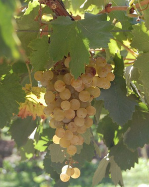 Racimo de Uvas Torrontés Riojano