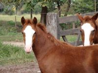 Caballos de Paso Finca El Datil