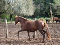 Caballos de Paso Peruano