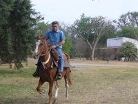 Caballos de Paso Peruano